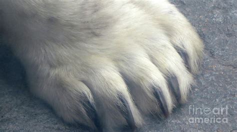 Polar Bear Claws Uk