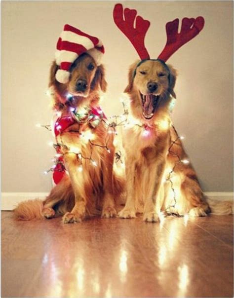 Animal Christmas Dog Cute And Holiday Puppy Image 287447 On