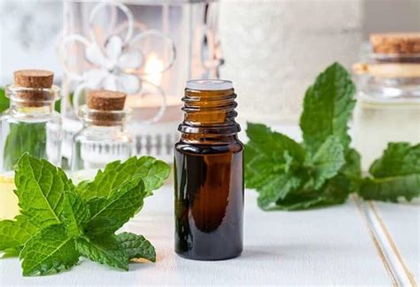 Is Peppermint Oil Safe For Dogs To Breathe Pet Spruce