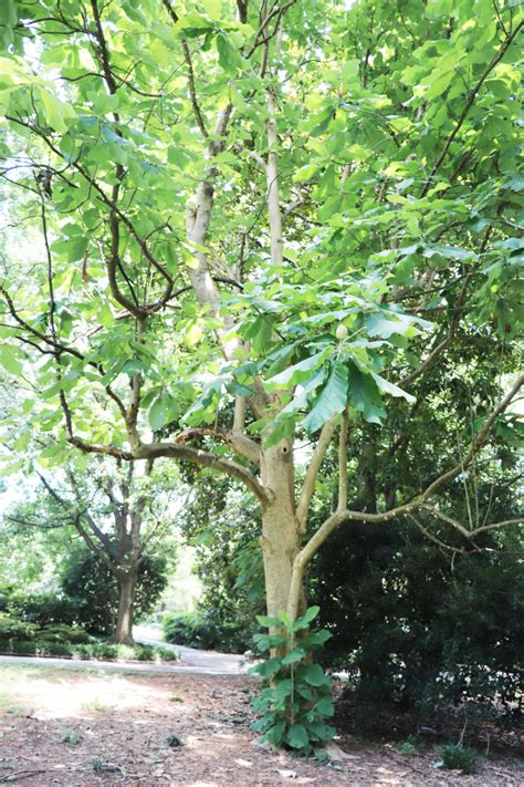 We did not find results for: 043 Big Leaf Magnolia - TreesCharlotte