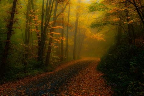 Nature Fall Leaves Forest Road Mist Sunlight Trees Path