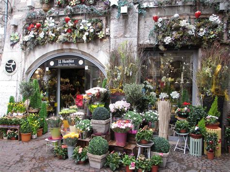 All varieties have been preserved to ensure they will not wilt in the same way living plants would. florist shops - Bing Images | Beautiful Flower Shops ...