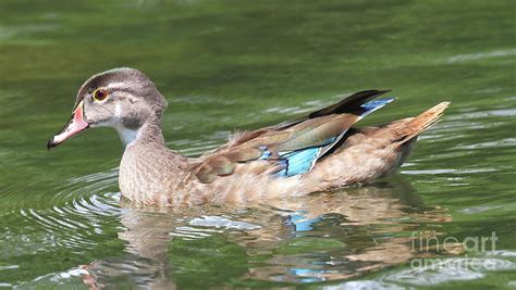 Juvenile Male Wood Duck Photograph By Ken Keener Fine Art America