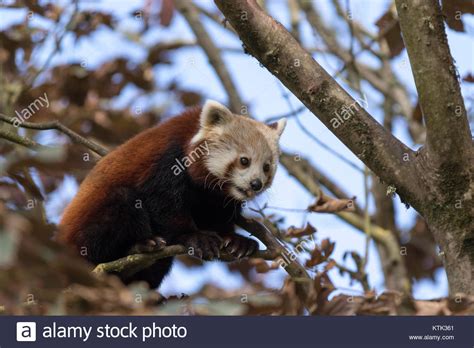 Roter Panda High Resolution Stock Photography And Images Alamy