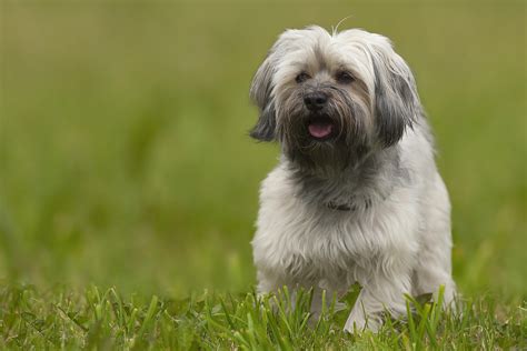 Havanese Full Profile History And Care