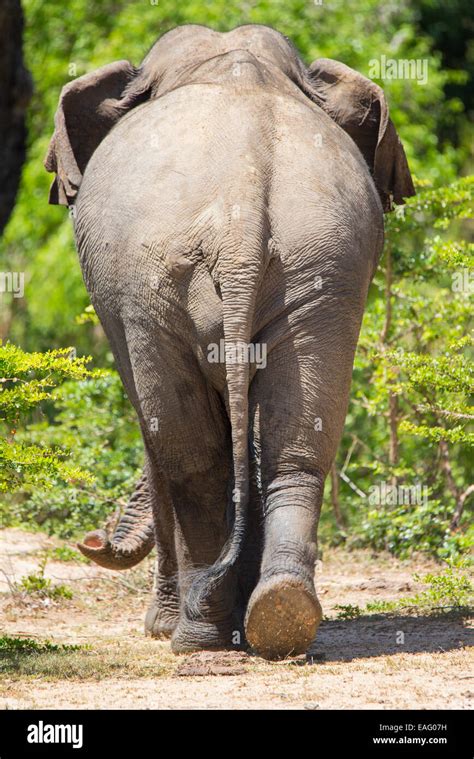 Rear View Of A Sri Lankan Elephant Elephas Maximus Maximus A Subspecies Of Asian Elephant