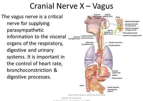 Turn On Your Vagus Nerve With Pleasure Therapy For Functional Medicalgastrointestinal Problems