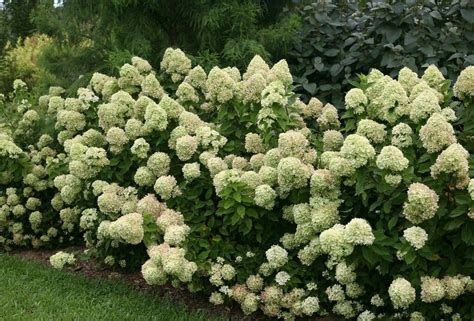 Pin On Hortensja Hydrangea