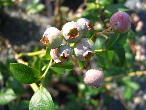 It doesn't trigger the tree into producing lots of new growth so it's good for trees you want to keep small and for dwarf trees. TOP 10 edible plants for New England Gardens | Flora ...