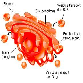 Sel hewan ini lumayan berbeda jika dibandingkan dengan sel untuk fungsi dari mikrofilamen itu sendiri yaitu berperan sebagai penggerak sel endositosos dan eksotisotis. Pengertian Badan Golgi, Struktur, dan Fungsi Badan Golgi