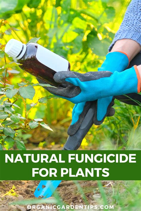 This medicinal herb adds potassium, nitrogen, and various nutrients when dug into the soil. We put together this plant-friendly and informative ...