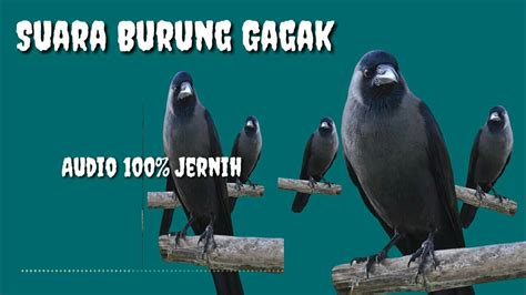 We did not find results for: Suara burung gagak | Suara gagak hitam - YouTube