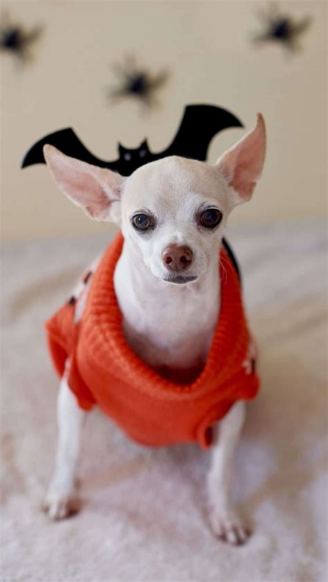 Best Chihuahua Halloween Costumes Diy Ideas Cute And Funny Wallpaper