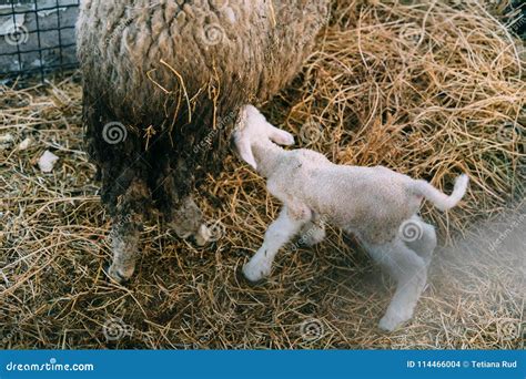 The Sheep Gave Birth To A Small Lamb Stock Photo Image Of Livestock