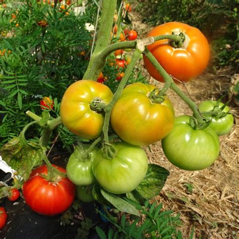 Plants Tomates Ancienne Merveille Des Marchés 100 Bio Plantzone