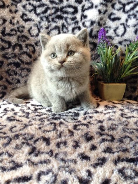 British Shorthair Cats For Sale Delaware Avenue Ny 225894