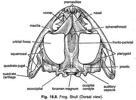 Endoskeleton Of Indian Frog With Diagram Chordata Zoology