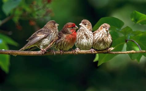Four Birds On A Branch