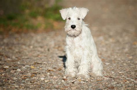 Line toy mini schnauzers, akc miniature schnauzer puppies, akc. White Miniature Schnauzer puppy Photograph by Marta Holka