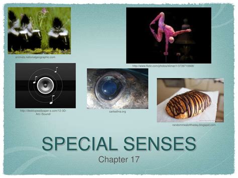 Ppt Special Senses Powerpoint Presentation Free Download Id2648200