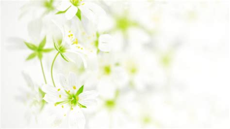 วอลเปเปอร์ : ดอกไม้, สีขาว, พื้นหลัง, กลีบดอก 1920x1080 - goodfon - 1018961 - วอลเปเปอร์ hd ...