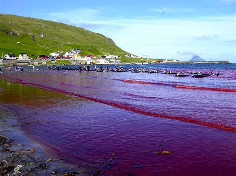 Sea Turns Red With Blood After Whale Hunt In Faroe Islands Coastal Care
