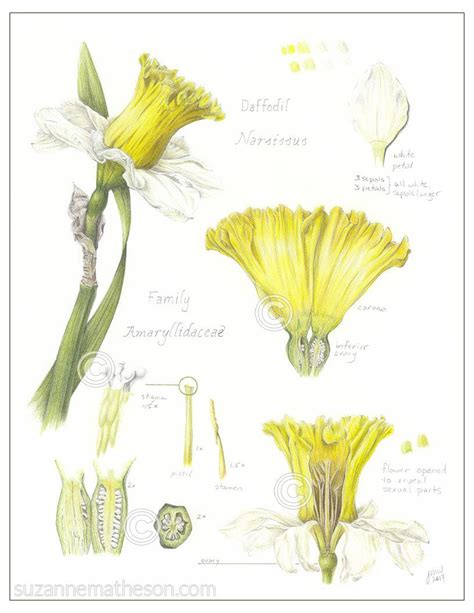 Botanical Study Of A Daffodil Daffodils Botanical Illustration