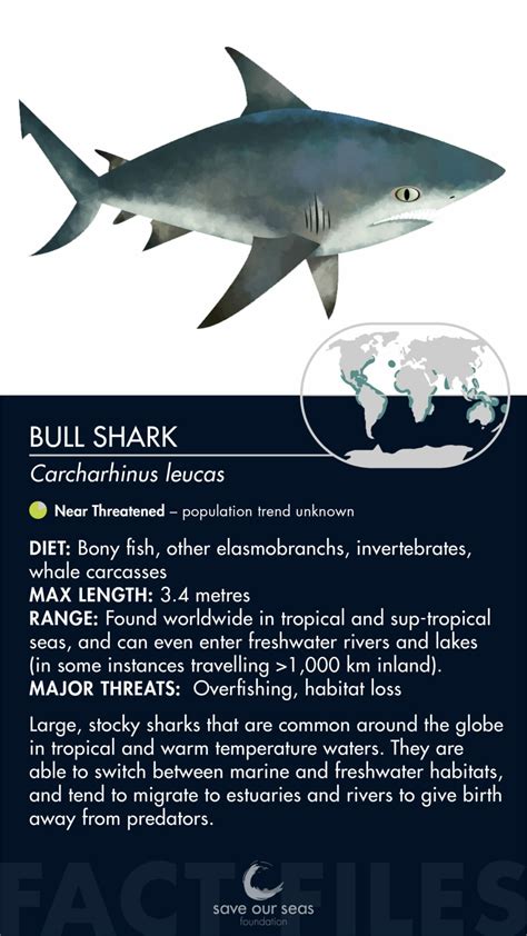 Bull Shark Save Our Seas Foundation