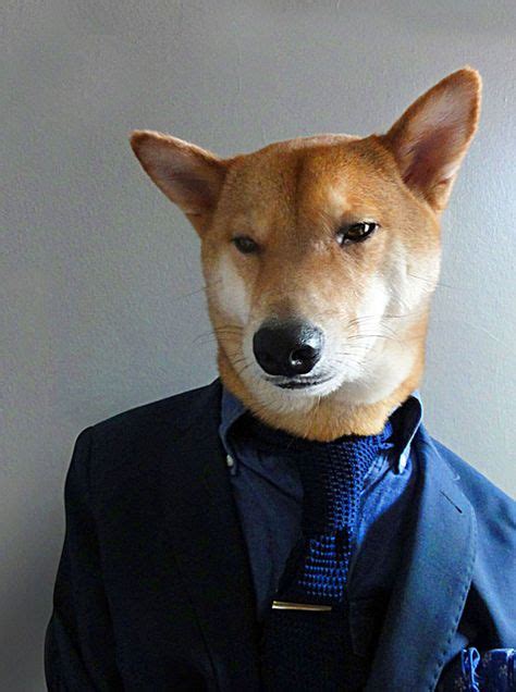 Menswear Dog Features Photos Of Mens Fashion Modeled By A Shiba Inu