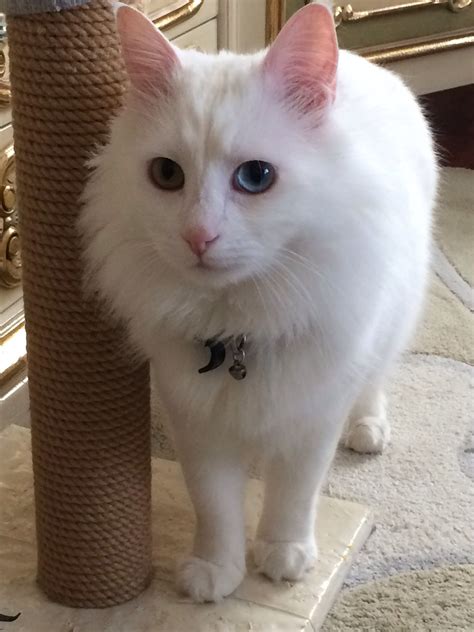 Monilovesol Adlı Kullanıcının Gatos Panosundaki Pin Beyaz Kedi Evcil