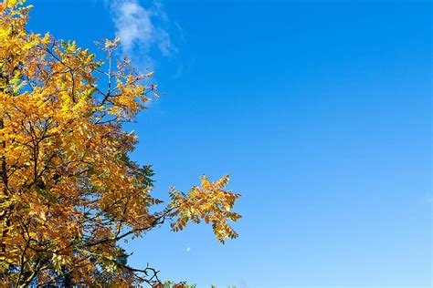839,000+ vectors, stock photos & psd files. Autumn Tree With Blue Sky Background by Fizzy Image