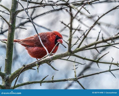 Male Cardinal Among Bare Tree Branches Stock Photo Image Of Swamp