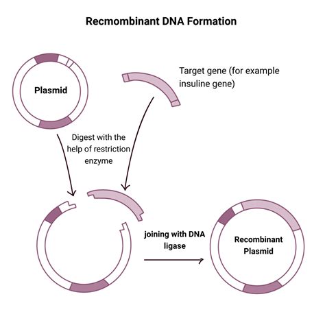Gene Cloning Steps Definition Applications