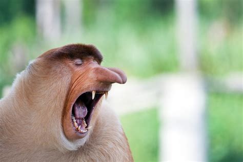 Hilarious Pictures Of Monkeys