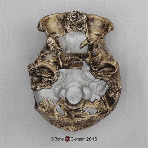Dmanisi Homo Erectus Skull 1 Bone Clones Inc Osteological