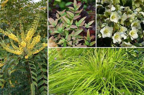 Découvrez notre sélection de 30 arbustes odorants, pour embaumer votre jardin tout au long de l'année ! Arbuste d\'ombre : lesquels choisir ? | Arbuste ombre, Arbuste, Decoration mur exterieur jardin