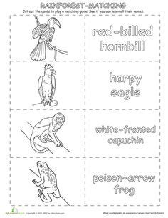 Free Printable Rainforest Worksheets | Rainforest animals worksheet