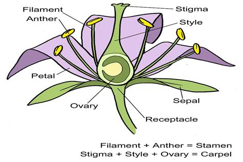 Anatomy Of A Flower Diagram Free Printable Worksheet