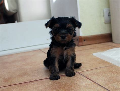 Temperament and behavior stem from what a breed was designed for. YorkshireTerrierKingdom.com | The Essential Aspects Of ...