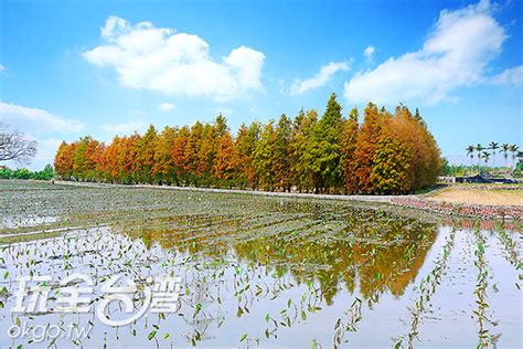 Search for text in self post contents. 泰安落羽松隨風飄落~彷彿來到國外 苗栗旅遊新聞 玩全台灣旅遊網