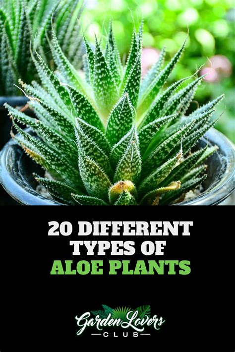 Maybe you would like to learn more about one of these? 20 Different Types of Aloe Plants (With images) | Types of ...