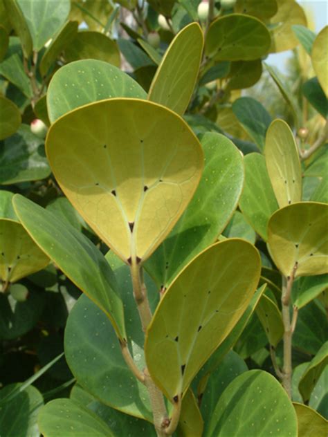 We did not find results for: Herba Daun | Herba Semulajadi Malaysia - Part 3