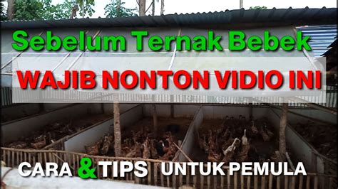 Cara Ternak Bebek Petelur Untuk Pemula Kandang Kering Full Intensif