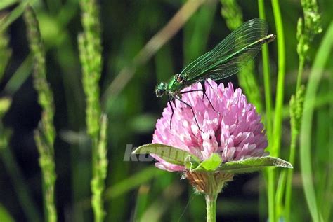 Yusufçuk böceği Sarıkamışın doğasına renk kattı Belge com tr Yeni