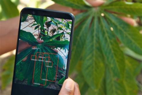 Plantvillage Develops Phone App To Detect Crop Diseases