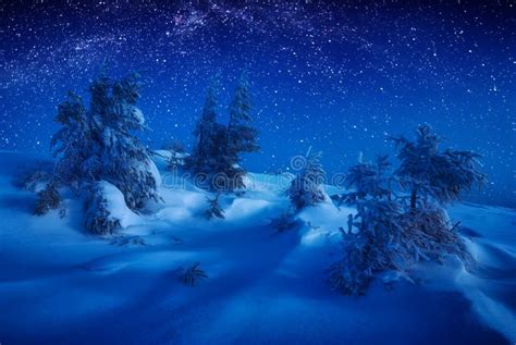 Fir Trees Covered With Snow In A Moon Light Stock Photo Image Of