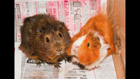 Guinea Pig Breedswhich Is Right For You Youtube