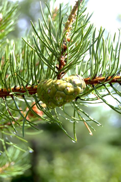 But after a couple of years, and depending on. Minnesota Seasons - jack pine