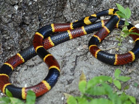 Eastern Coral Snake Facts History Useful Information And Amazing Pictures