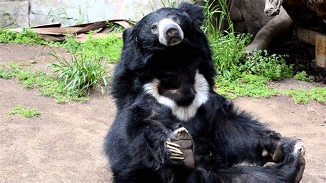 Sloth Bear At The San Diego Zoo Youtube
